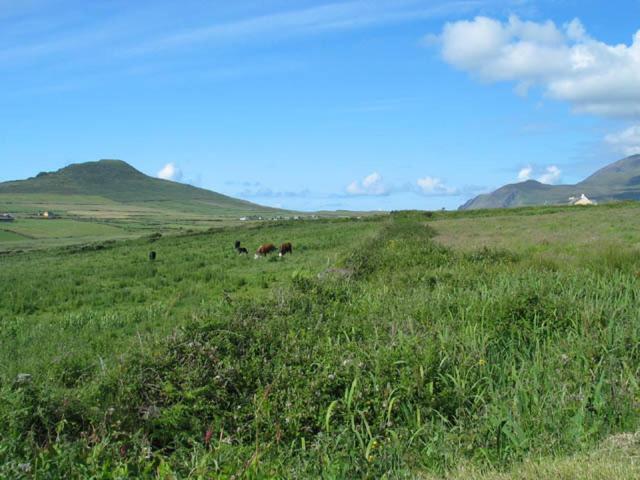 Coill An Rois B&B Ballydavid Экстерьер фото